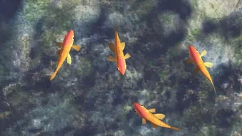 の画像0