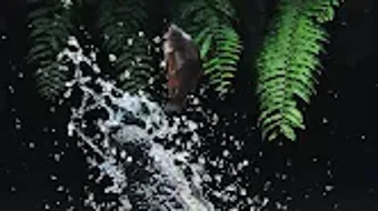 Immagine 0 per 