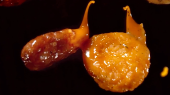 รูปภาพ 0 สำหรับ 