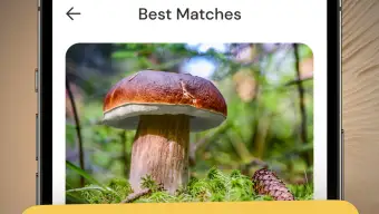 Mushroom Identification ID