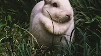 の画像0