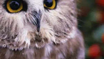 Owls Live Wallpaper