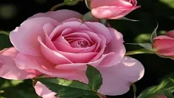 Imagem 0 para 