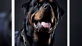 Rottweiler Wallpaper