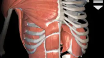 Muscle  Skeleton - 3D Atlas of Anatomy
