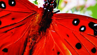 Imagem 0 para 