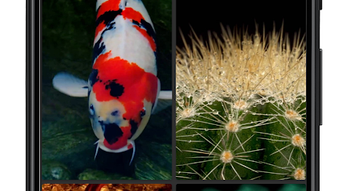  için 0 numaralı resim