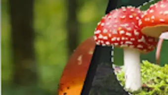 MushroomAI: Fungi ID  Guide