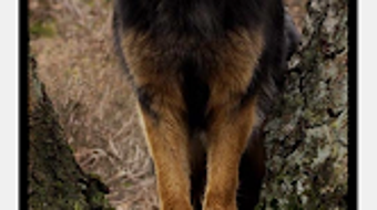 Android 용 German Shepherd Dog Wallpapers - 다운로드
