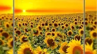 Immagine 0 per 