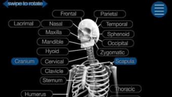 Skeletal Anatomy 3D