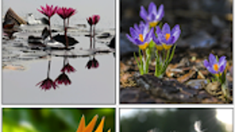  için 0 numaralı resim