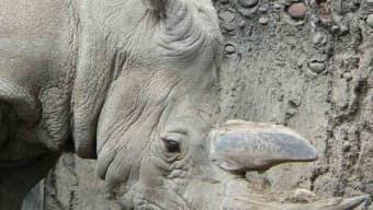 Rhinoceros Screensaver