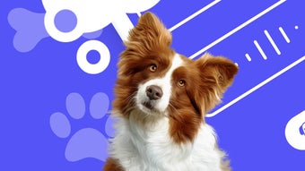 Dogify: Dog Translator Trainer