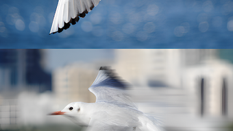 の画像0