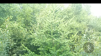 的第0张图片
