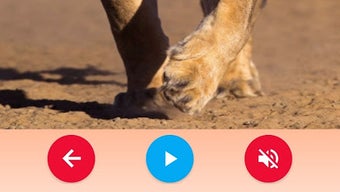 Animal Sounds