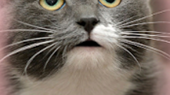 My Talking Pet