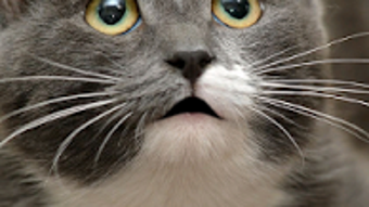 Immagine 0 per 