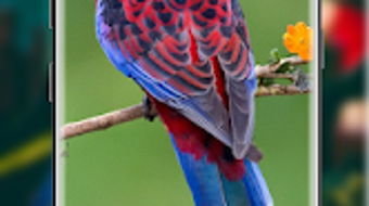 Cute Parrot Wallpaper