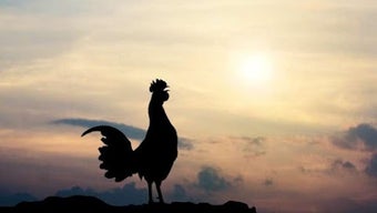 の画像0