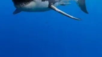 の画像0