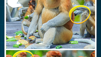 Gambar 0 untuk 
