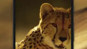 Cheetah Video Live Wallpaper