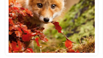 รูปภาพ 0 สำหรับ 