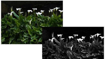 Image 0 for 