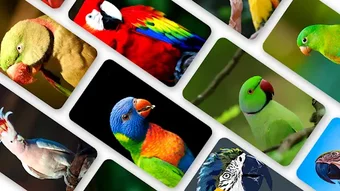 Parrot Wallpaper 2023