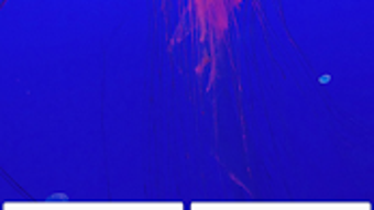 รูปภาพ 0 สำหรับ 