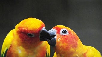 الصورة 0 لـ 