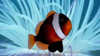 3D Clownfish Live Wallpaper