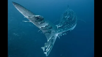 の画像0