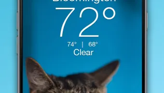 Lil BUB Cat Weather Report