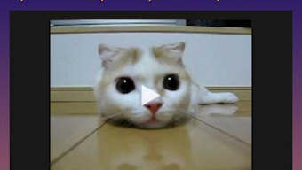 の画像0