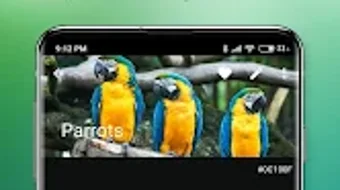 الصورة 0 لـ 