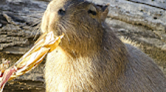 Capybara Wallpapers