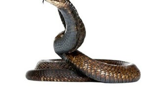 الصورة 0 لـ 