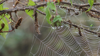 Araneae