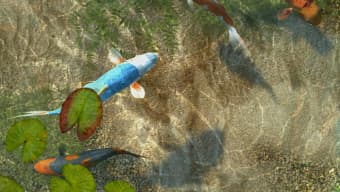 Koi Fish 3D Screensaver