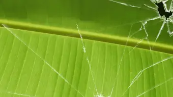 Broken Vista Banana Leaf Wallpaper