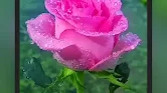 الصورة 0 لـ 