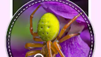 Spiders identifier - Post in C