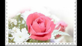 รูปภาพ 0 สำหรับ 