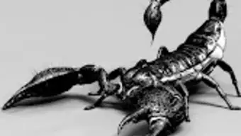 Scorpion Wallpaper