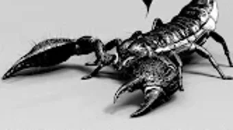  için 0 numaralı resim