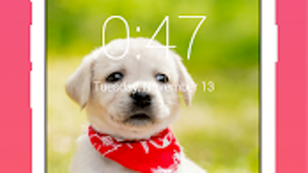 Cute Dogs Labrador Lock screen HD Applock security