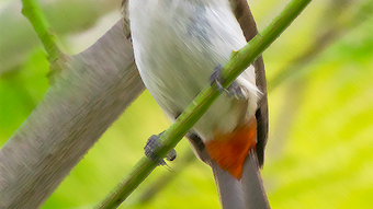 Red- whiskered bulbul Sounds ~ Sboard.pro